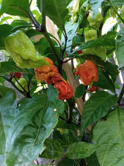 Malaguetas originais Carolina reaper , a mais picante do mundo