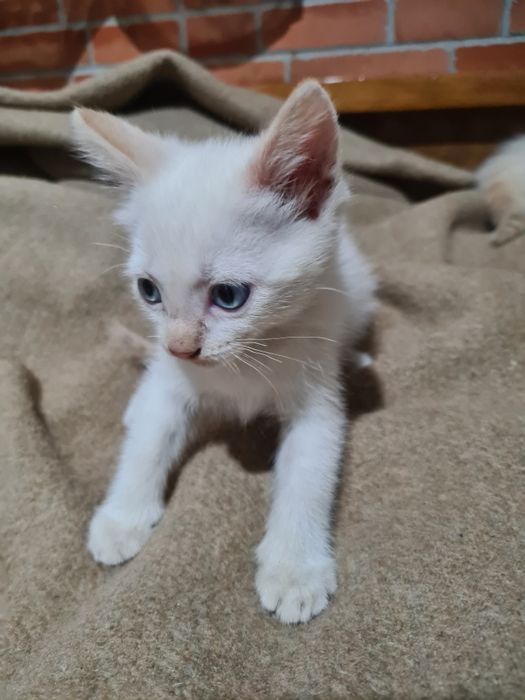 Gatinhas para Adoção