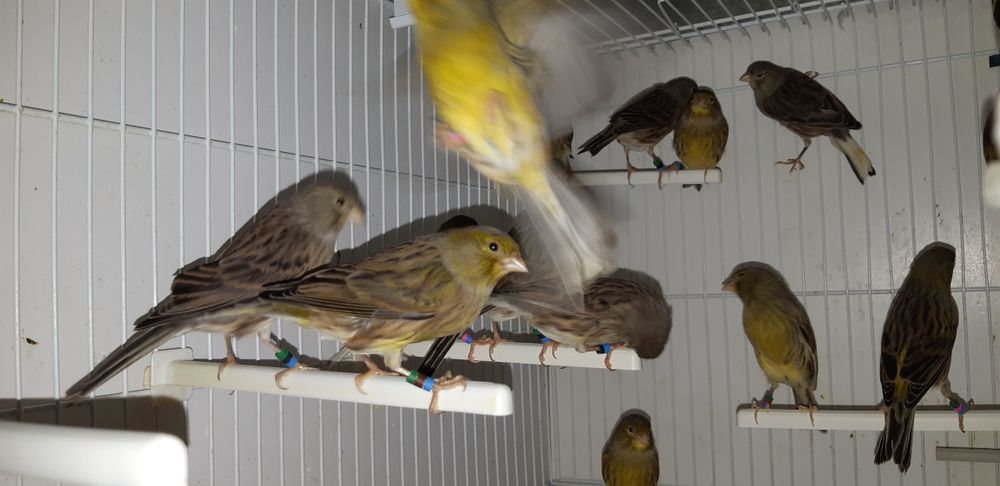 Canarios Timbrado Espanhol