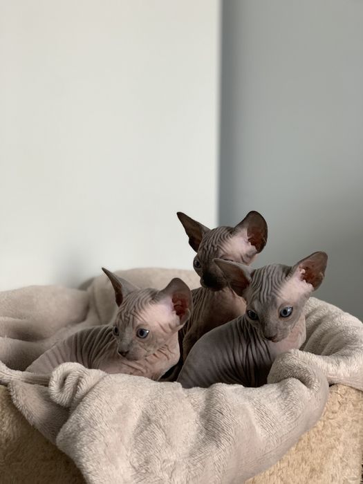 Канадський сфінкс