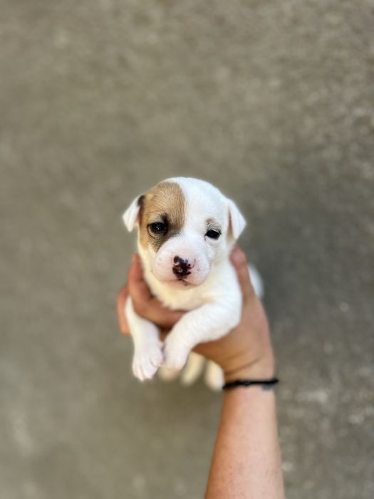 Носик - курносик ( хлопчик джек рассел )