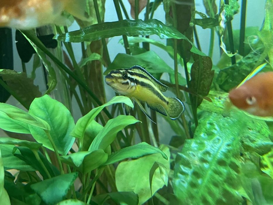 Szczelinowiec rybka tanganika julidochromis