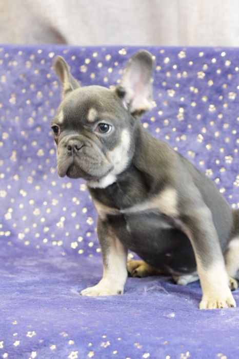 Французький бульдог