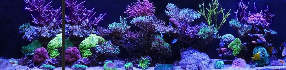 Akwarium optiwhite 325 L