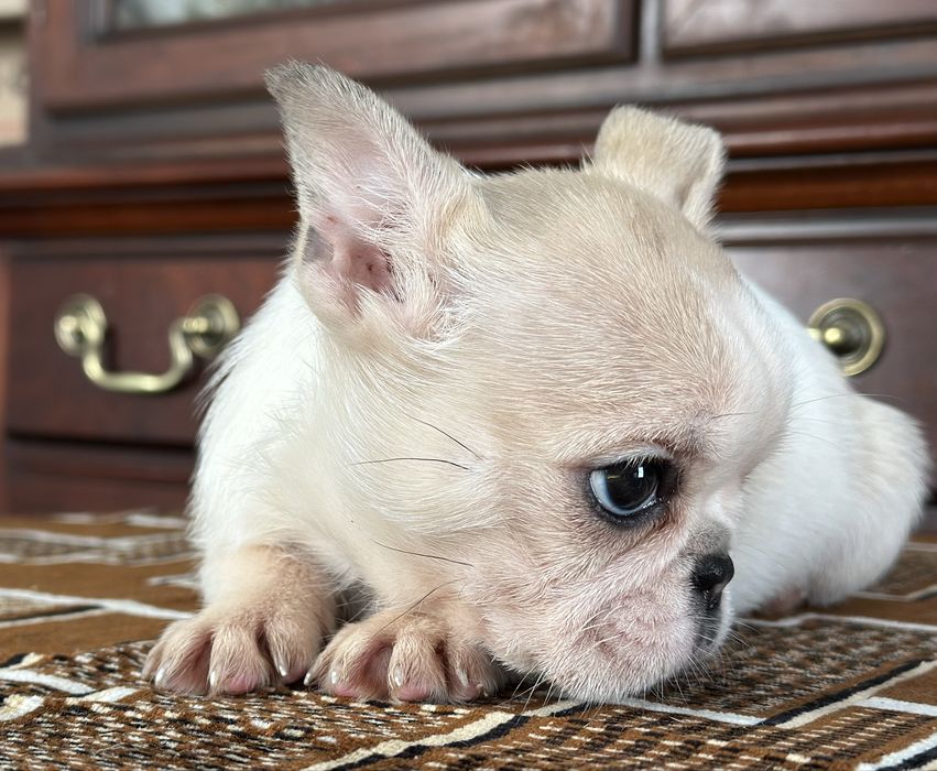 Дівчинка французького бульдога