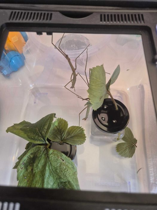 sprzedam patyczak rogaty Medauroidea extradentata odbiór Dobrzykowice