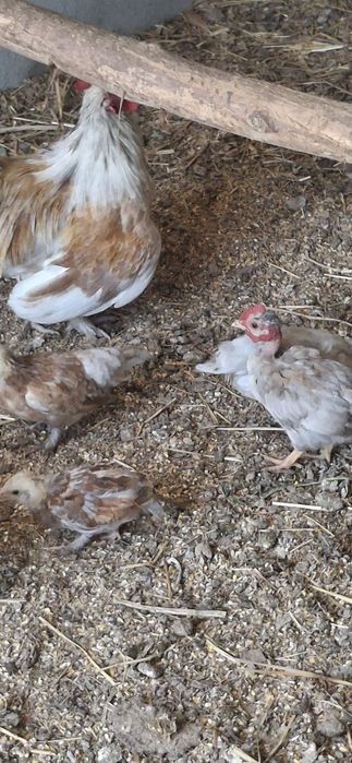 Pintos,  patos,perus,cordonizes,  poedeiras ,coelhos etc