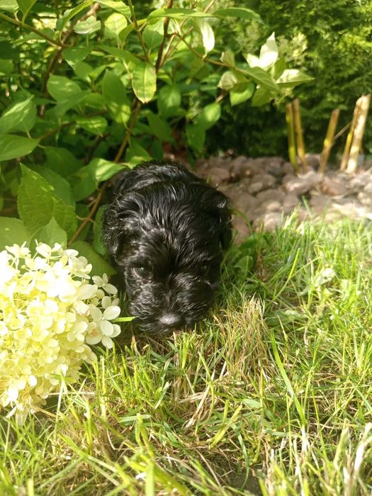 Maltipoo/Hawapoo f1 piękna dziewczynka