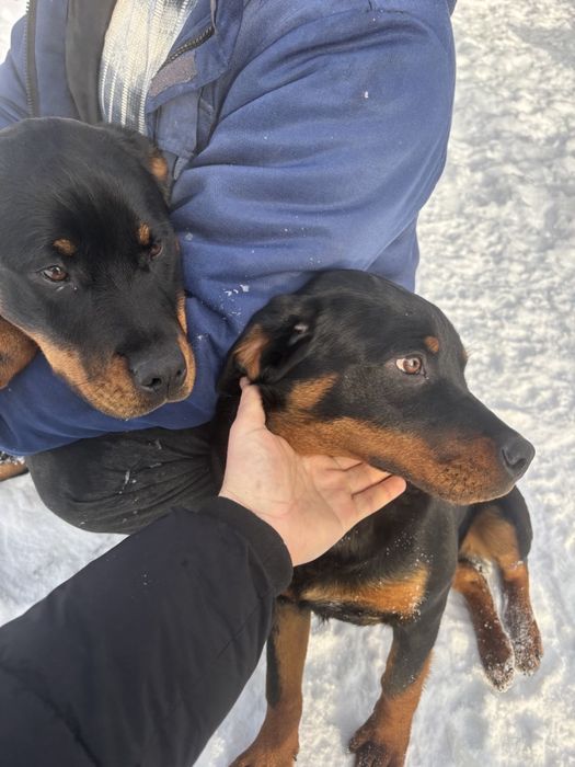 Дівчатка Ротвейлери