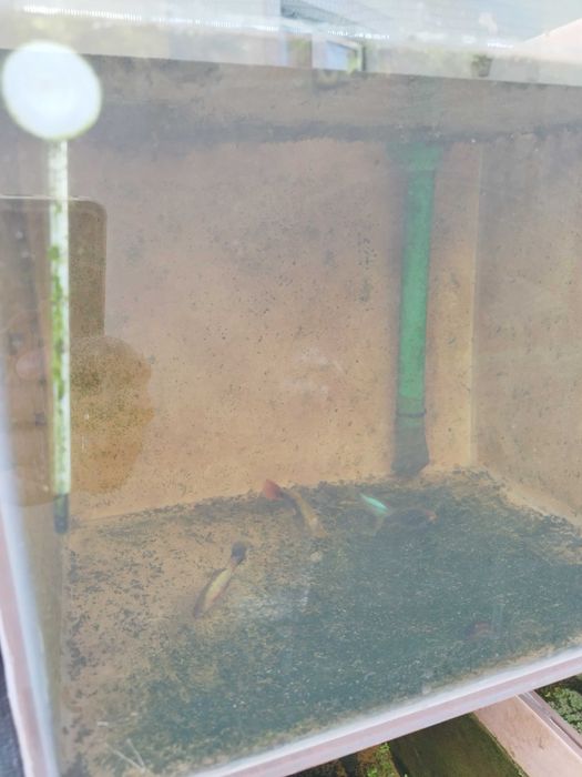 Vendo peixes Guppys e platys