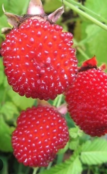 Malinotruskawka połączenie maliny i truskawki gotowe sadzonki 10 szt.