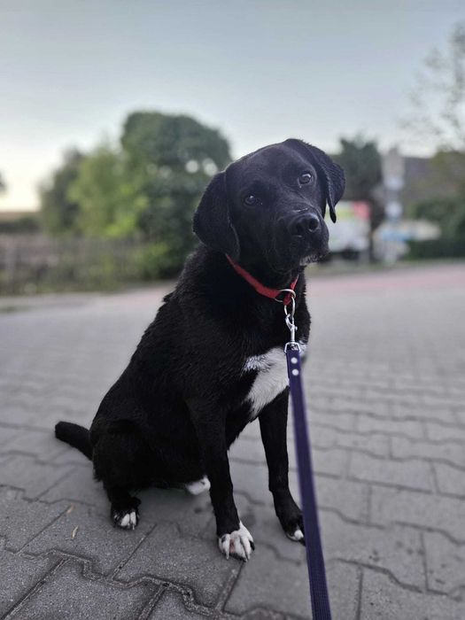 KENZIK radosny, lubi zabawy z psami do adopcji