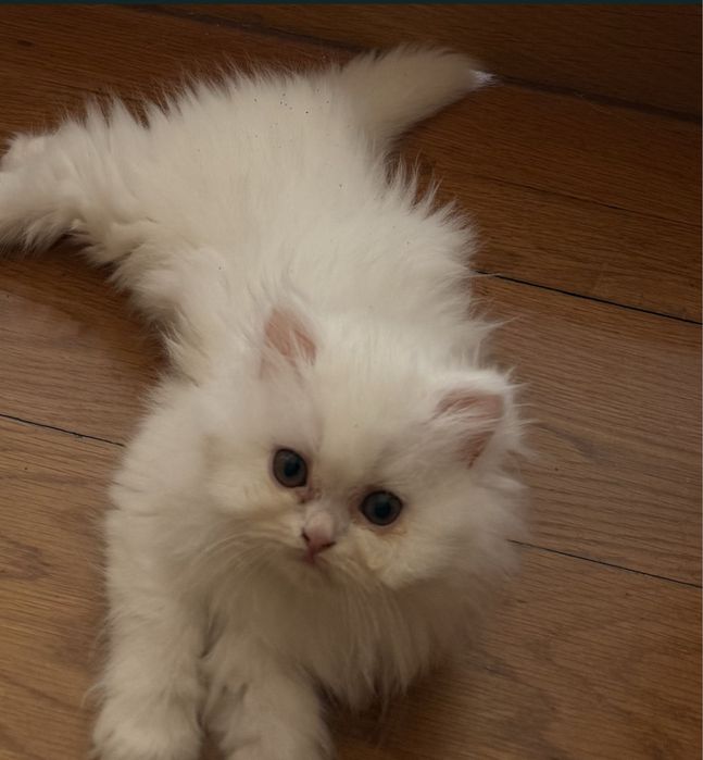 Gato persa fofas