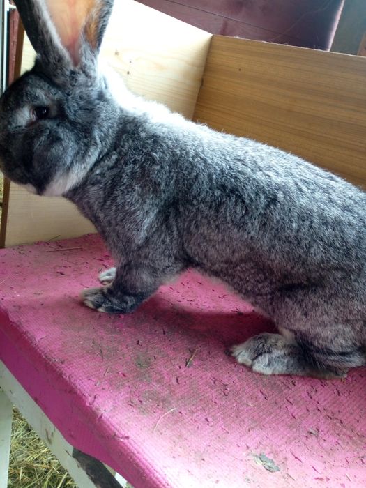 Olbrzym belgijski szynszylowy