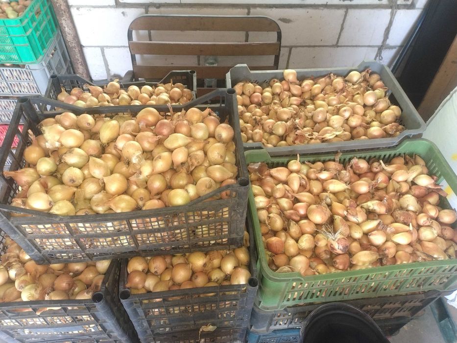 Cebula dymka zasuszona