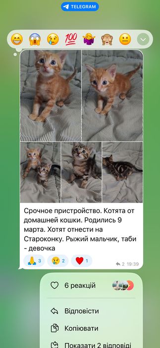 Крошечные котята бесплатно
