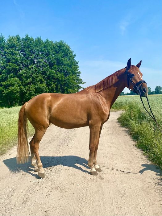 Klacz Deutsches Sportpferd 3 lata