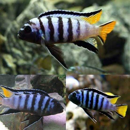 Pseudotropheus Elongatus MPanga