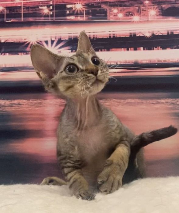 Котики девон рекс