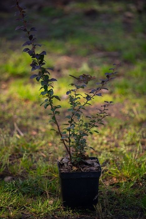 Berberys Thunberga odm. Czerwonolistna 20-30 cm, donica 3l
