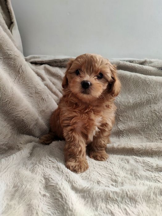 Maltipoo – śliczny chłopiec z domowej hodowli, gotowy do odbio