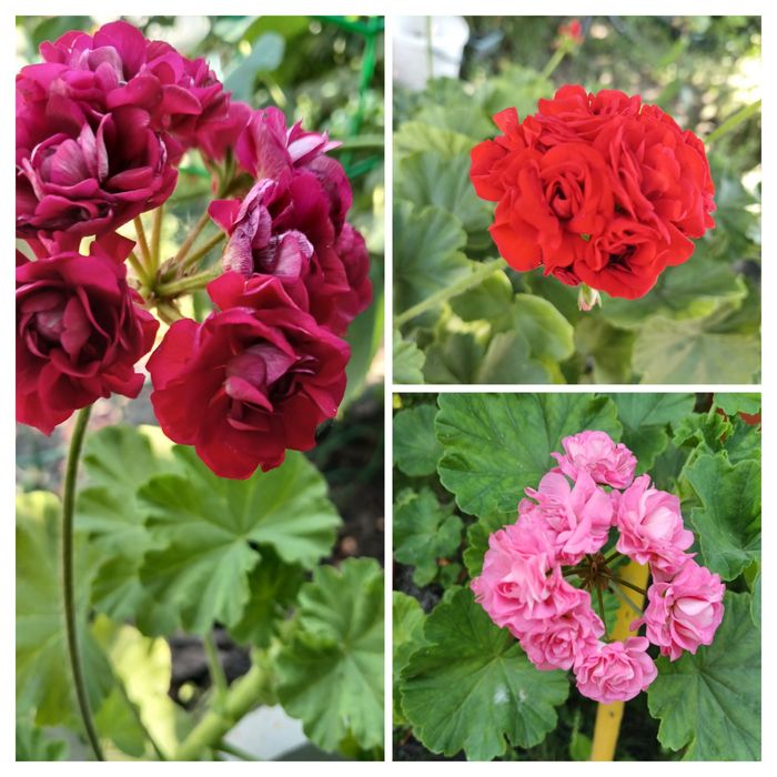 Пеларгонія сортова,  калачик