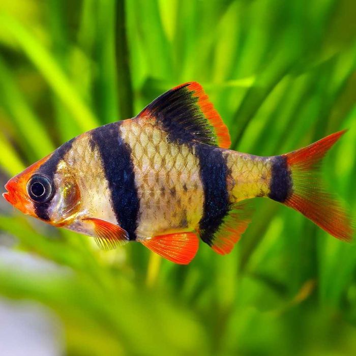 Barbo Tigre (Barbus tetrazona)
