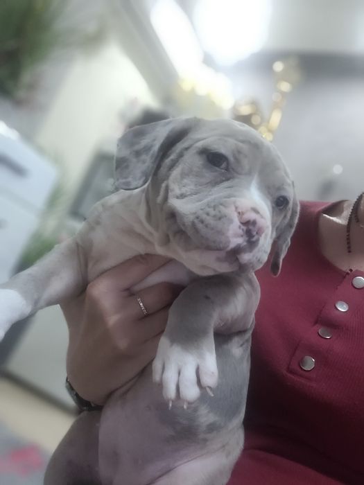 American bully suczka blu merle