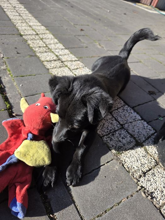 Sunia 6 miesięcy szuka domu