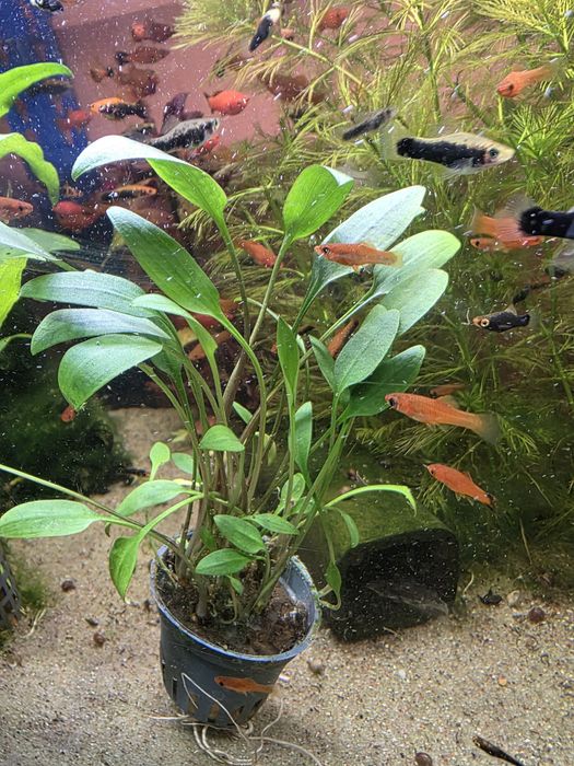 Cryptocoryne lucens