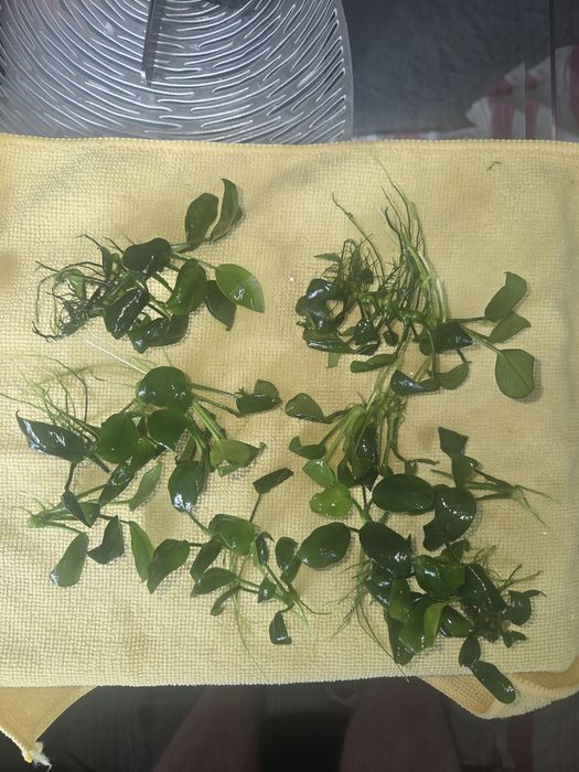 Sprzedam/ Zamienię anubias