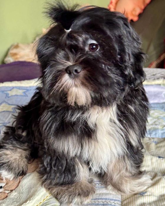 Śliczne szczenię rodowodowe lhasa apso ZKwP/FCI