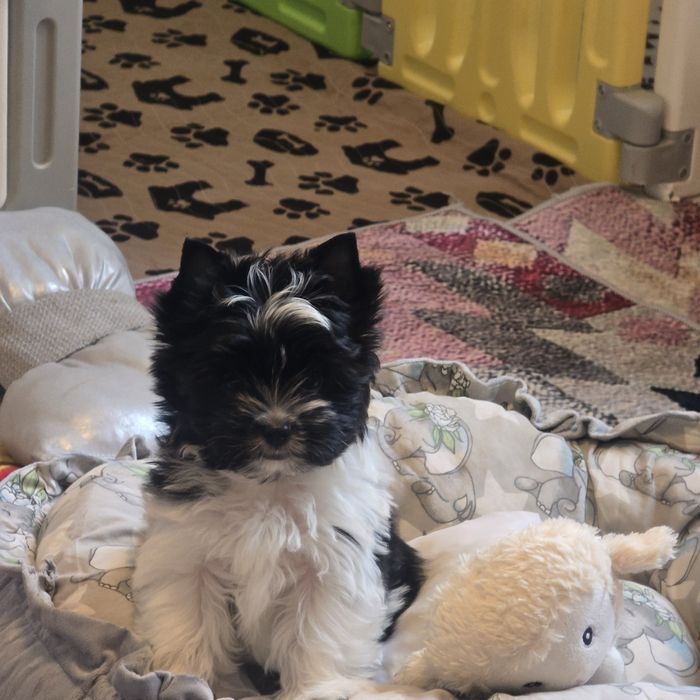 Yorkshire Terrier biało-czary PROMOCJA