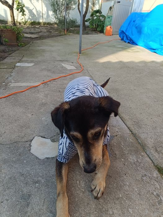 Cadela porte médio para adoção responsável