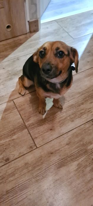 Oddam Pieska Suczka 9 miesięcy