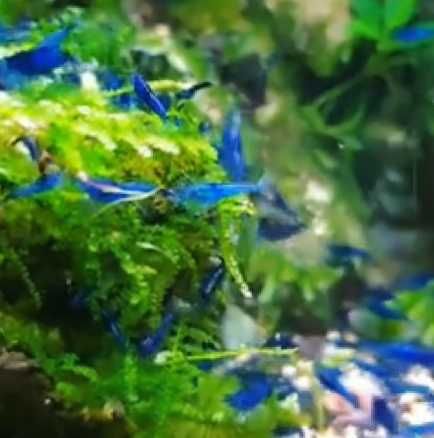Camarão Blue dream \ Neocaridina sp.