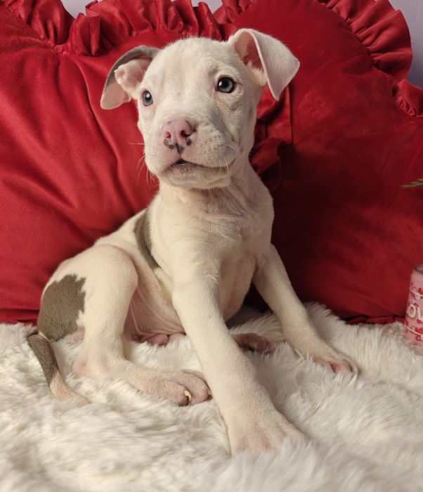 Śliczny piesek amstaff!