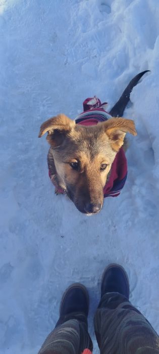 Віддам в добрі руки собачку дівчинку