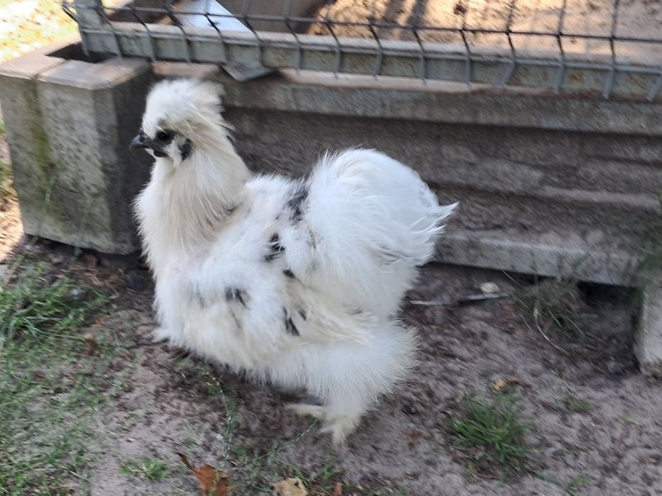 Koguty Silki, Sultan para