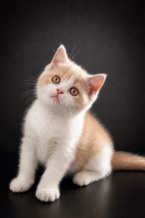 Femêa british shorthair fawn bicolor