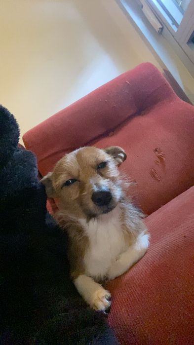 Uma cadela e um cao de porte pequeno para adocao