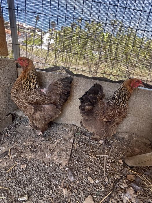 Ovos brahma perdiz