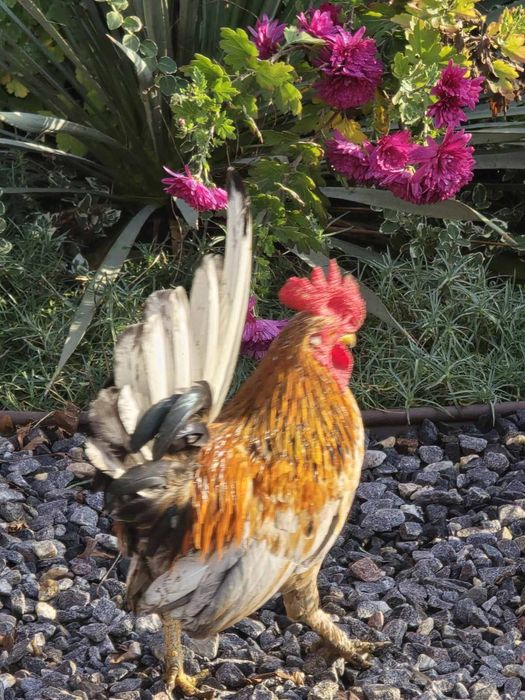 Продам декоративних курей