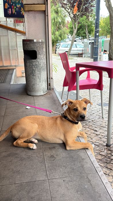 Cadela para doar