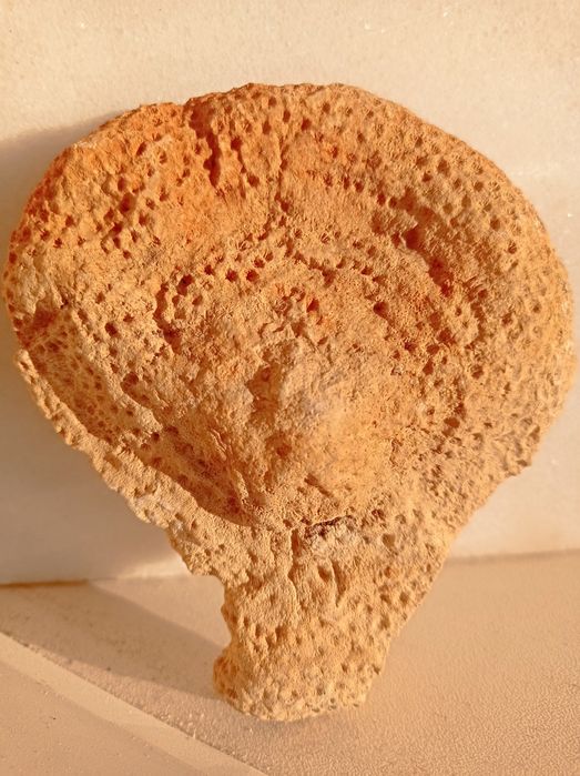 Pedra de coral única