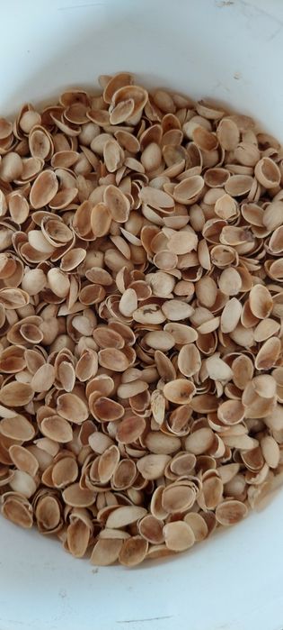 Łupinki pistacji do dekoracji diy