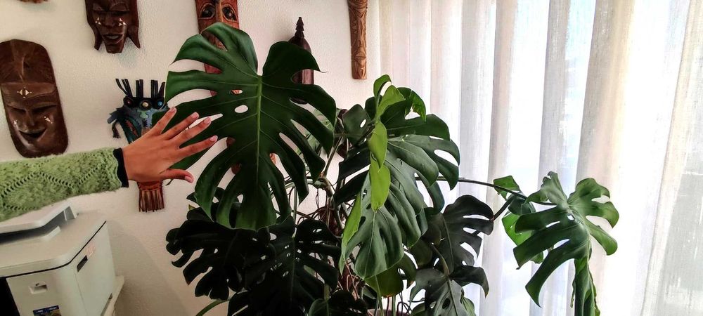 Planta Monstera - Costela-de-adão - com vaso