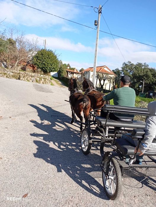 Parelha de pôneis com 4 anos ambos