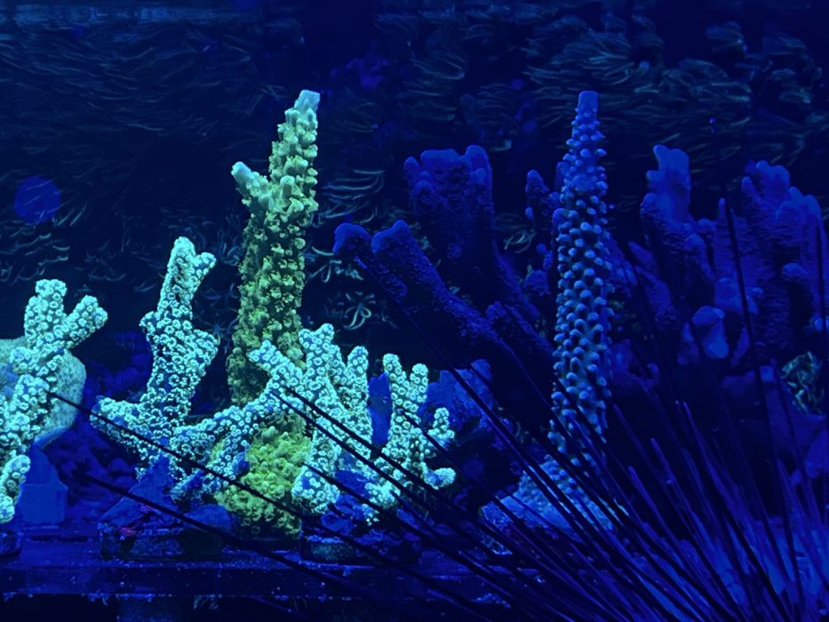 Seriatopora caliendrum green fluo