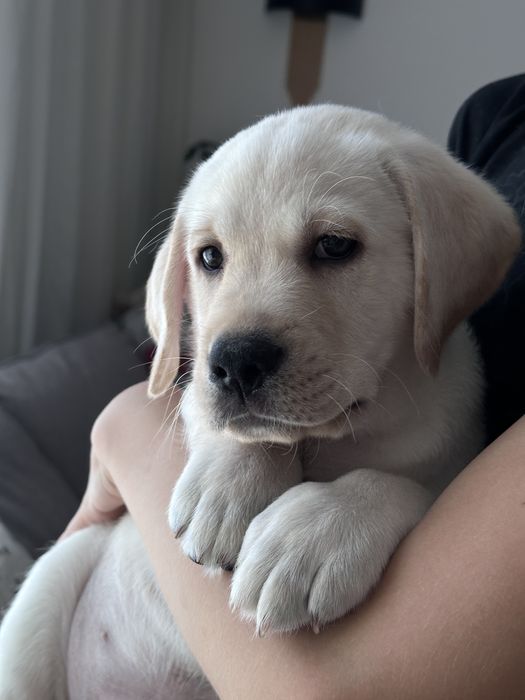 Labrador pies z rodowodem ZKwP FCI